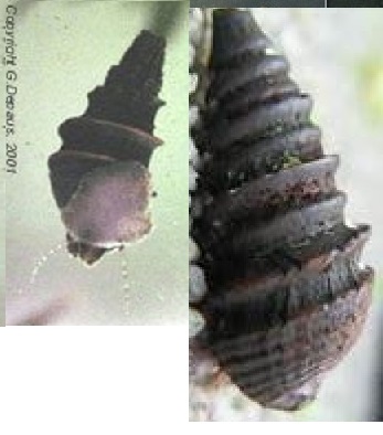 fresh water snail shell